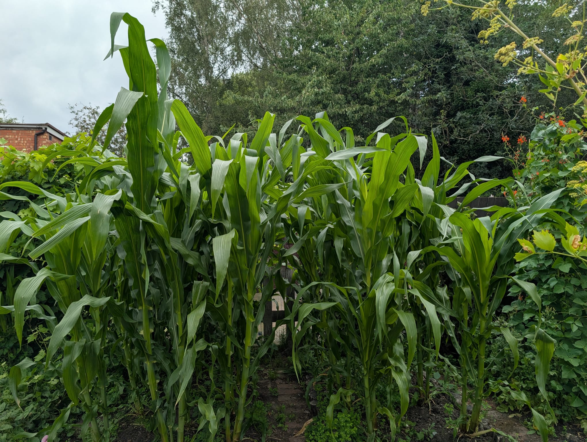 Loraines Maize garden in Coventry that reminds her of her native country Malawi Loraine's Maize Garden in Coventry
