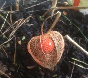 Profile picture for user Alison Sage