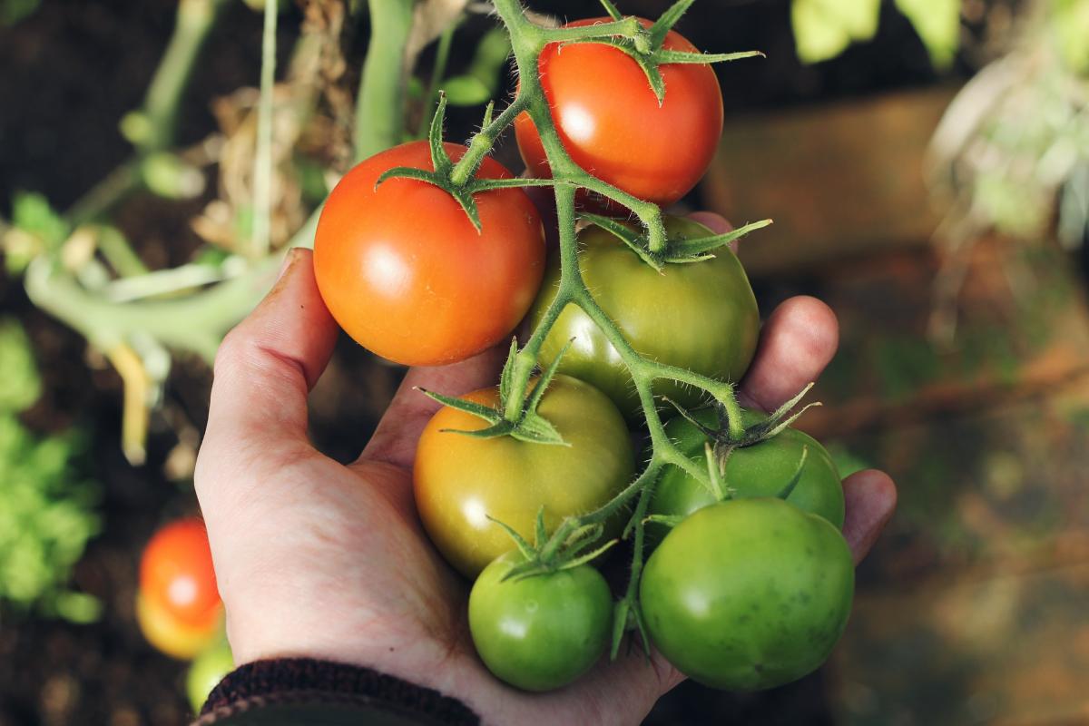 Photo of hand holding ripening tomatoes. Photo by Lewis Wilson on Unsplash.